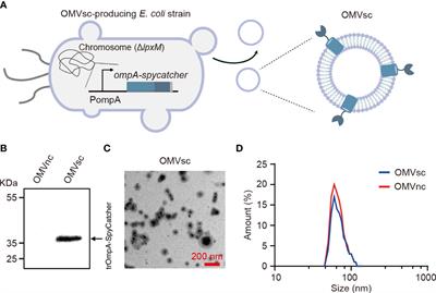 A bacterial outer membrane vesicle-based click vaccine elicits potent immune response against Staphylococcus aureus in mice